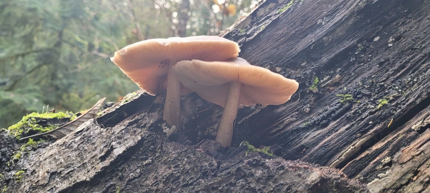 mushrooms-02