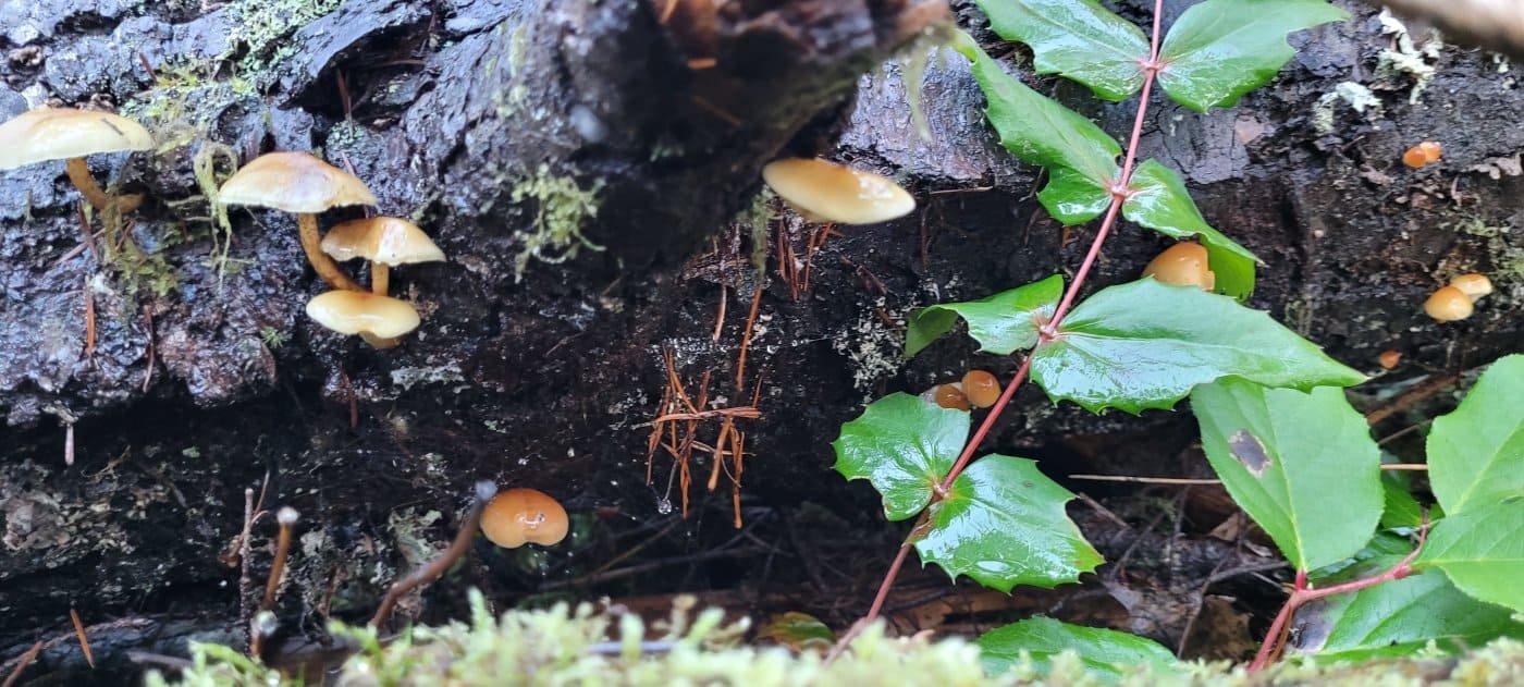 mushrooms-04