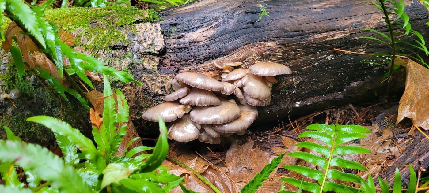 mushrooms-12