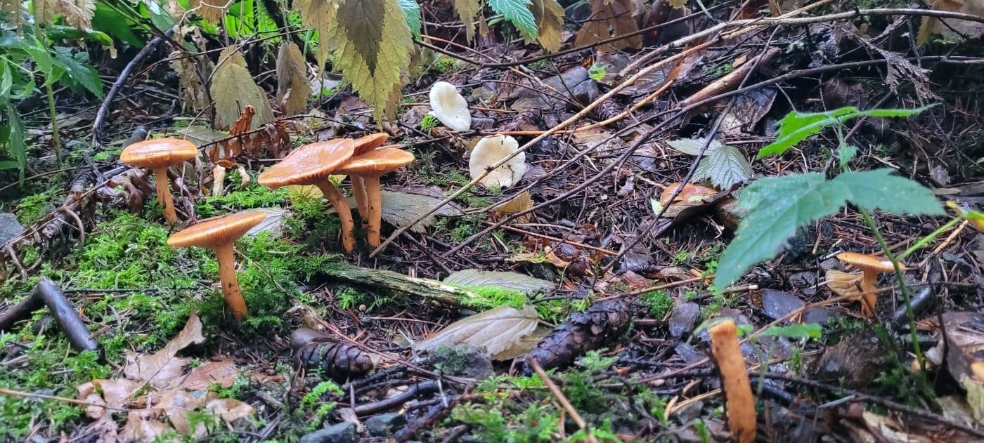mushrooms-13