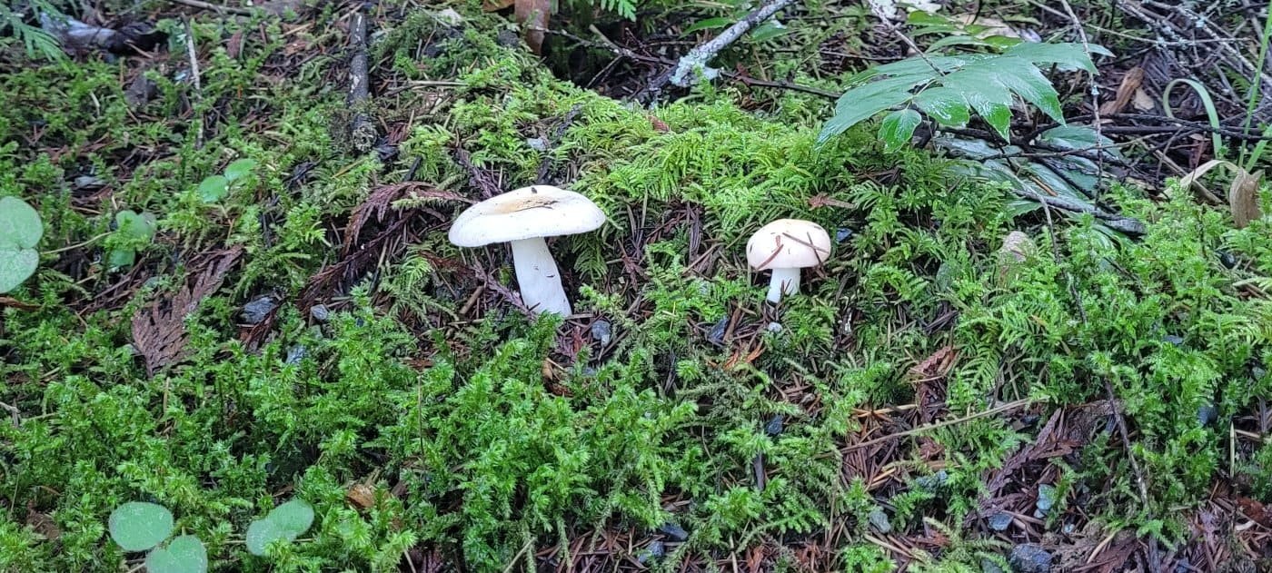 mushrooms-16